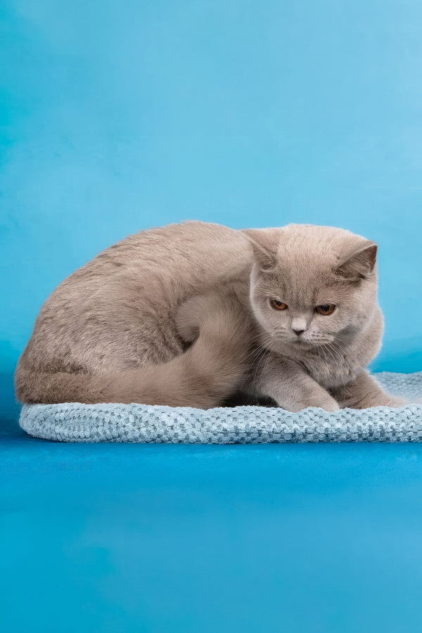 Darcy | British Shorthair Kitten
