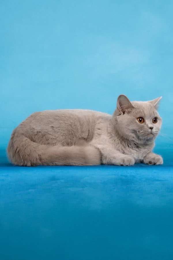 Darcy | British Shorthair Kitten