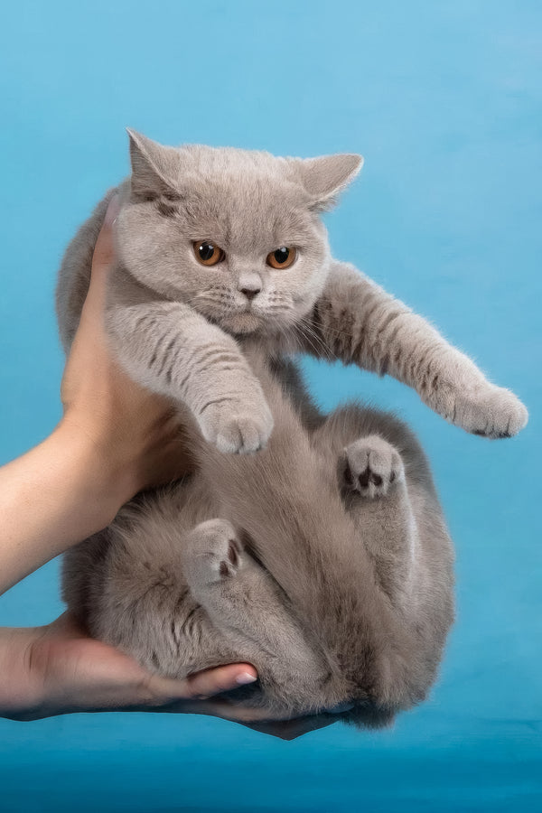 Darcy | British Shorthair Kitten