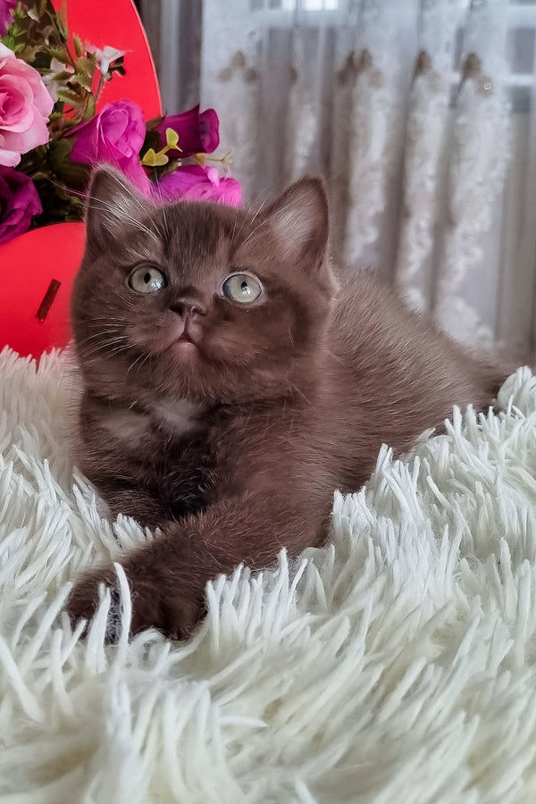 A fluffy british shorthair kitten with a chocolate coat and green eyes resting on a plush white rug