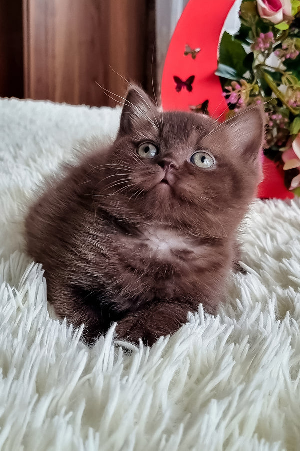 Dendy british shorthair kitten with a fluffy chocolate coat and green eyes resting on a plush white rug