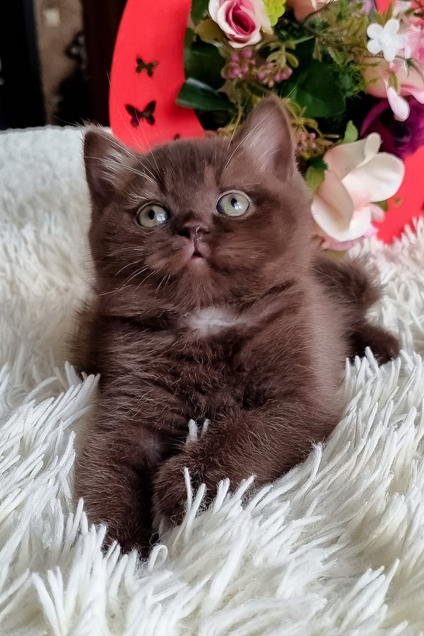 Dendy british shorthair kitten with a fluffy chocolate coat and striking green eyes resting on a soft white blanket