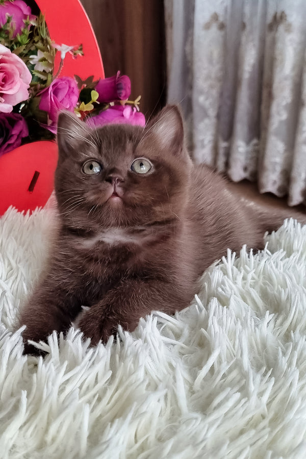 Dendy british shorthair kitten with a fluffy chocolate coat and striking green eyes lounging on a plush white rug