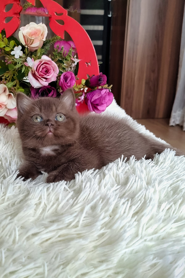 Dendy british shorthair kitten with a fluffy chocolate coat and striking green eyes resting on a plush white rug