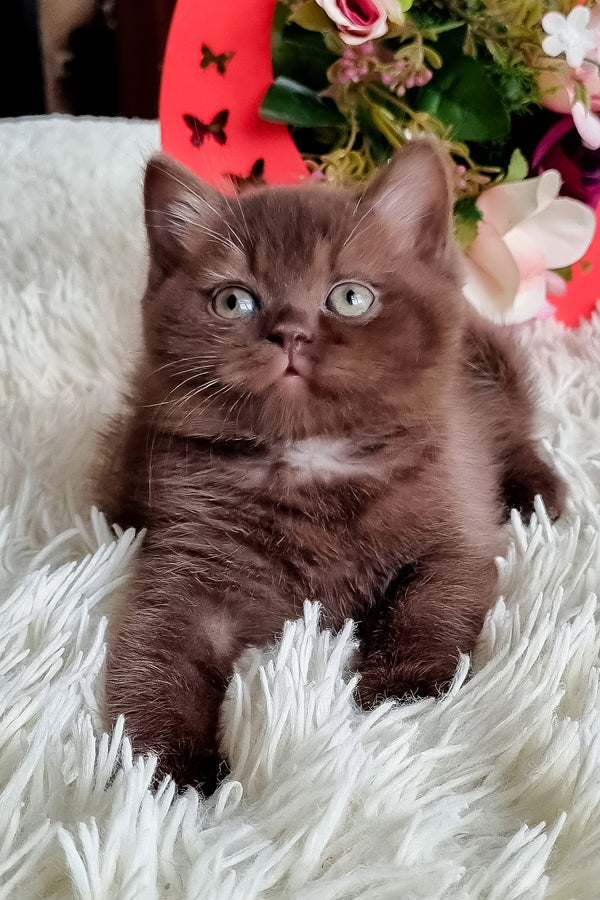 Dendy british shorthair kitten with a fluffy chocolate coat and striking green eyes resting on a soft white rug