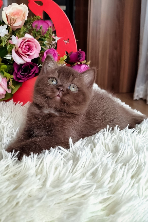 Dendy british shorthair kitten with a fluffy chocolate coat and striking green eyes resting on a white rug