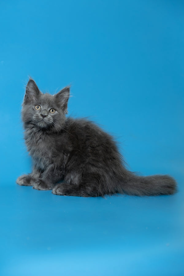 Dust | Maine Coon Kitten