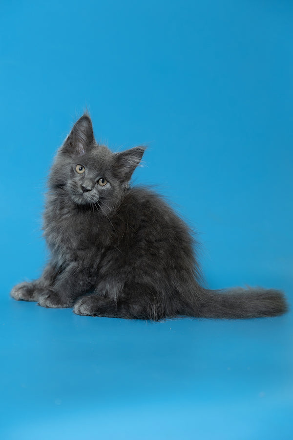 Dust | Maine Coon Kitten