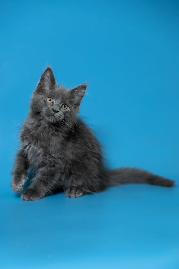 Dust | Maine Coon Kitten