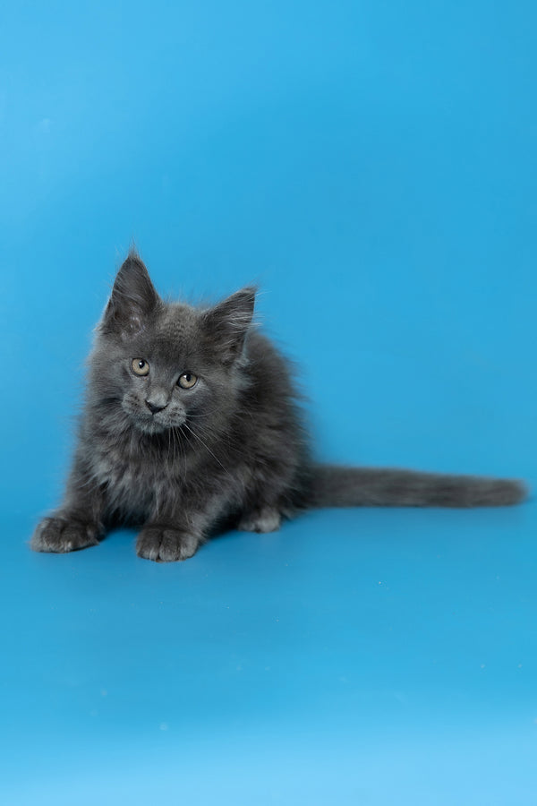 Dust | Maine Coon Kitten