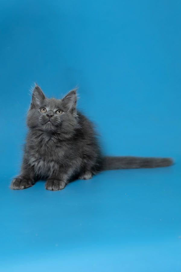 Dust | Maine Coon Kitten