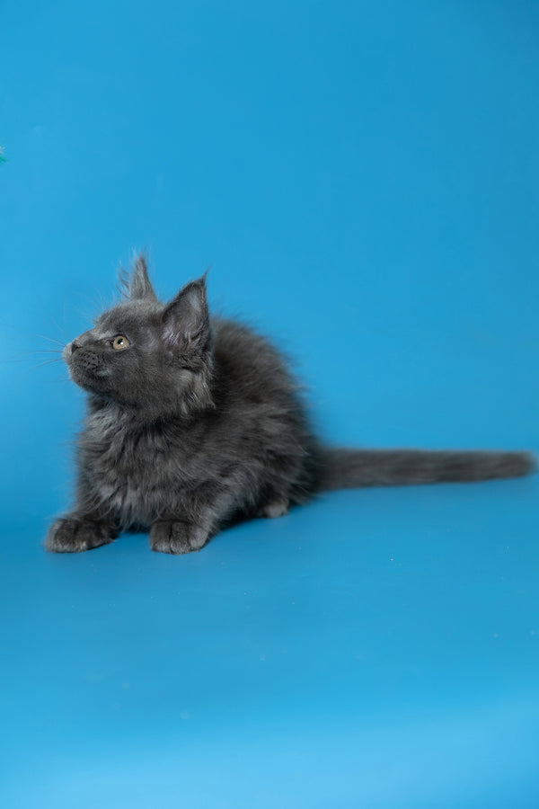 Dust | Maine Coon Kitten