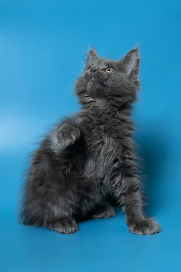Dust | Maine Coon Kitten