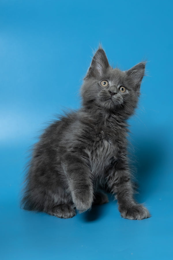 Dust | Maine Coon Kitten
