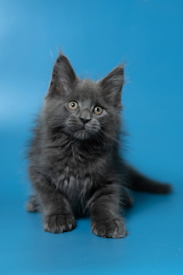 Dust | Maine Coon Kitten