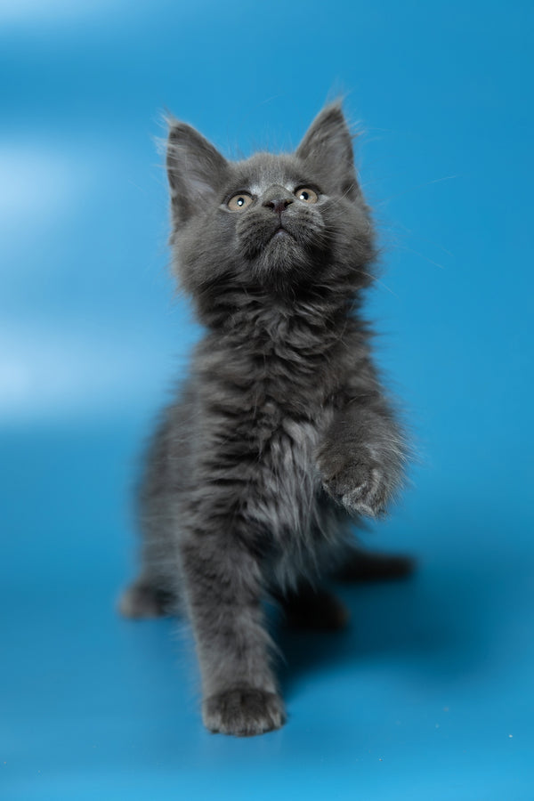 Dust | Maine Coon Kitten