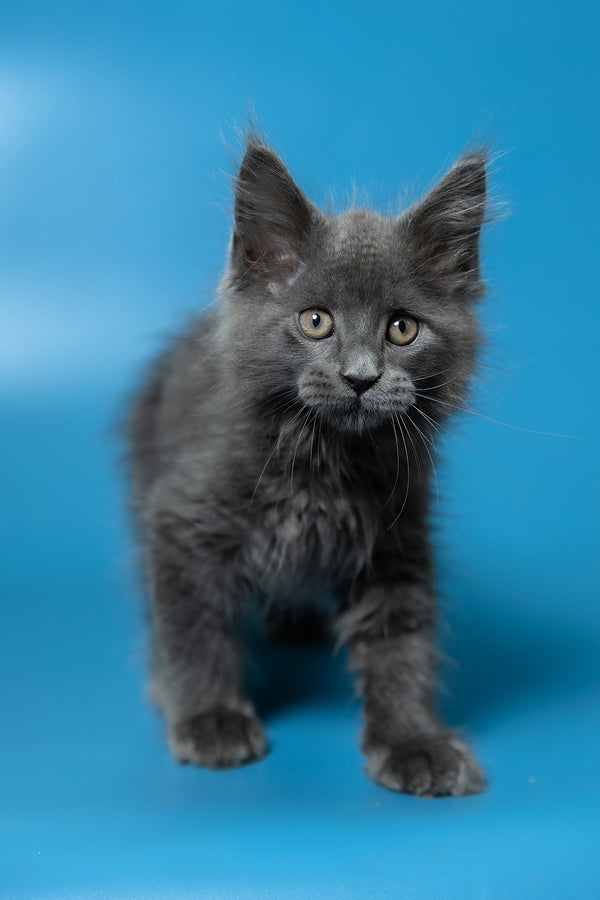 Dust | Maine Coon Kitten
