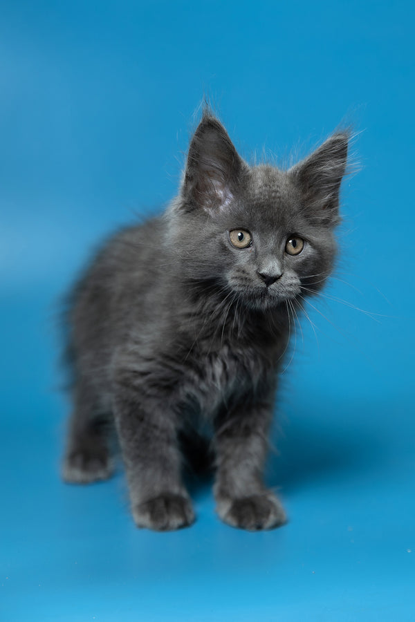 Dust | Maine Coon Kitten
