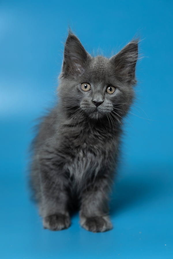 Dust | Maine Coon Kitten
