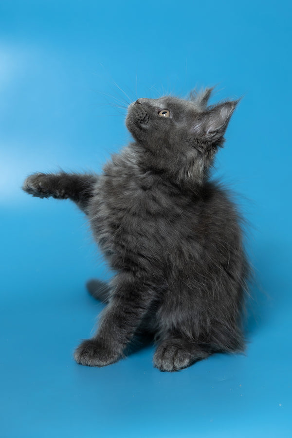 Dust | Maine Coon Kitten