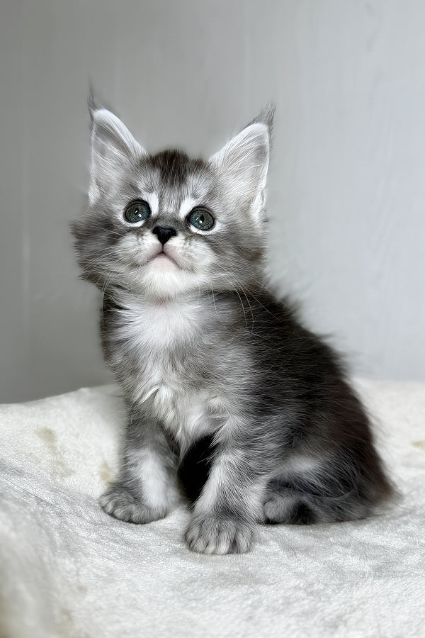 Dilara | Maine Coon Kitten