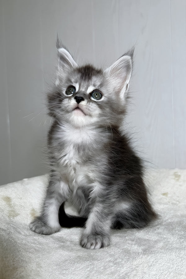 Dilara | Maine Coon Kitten