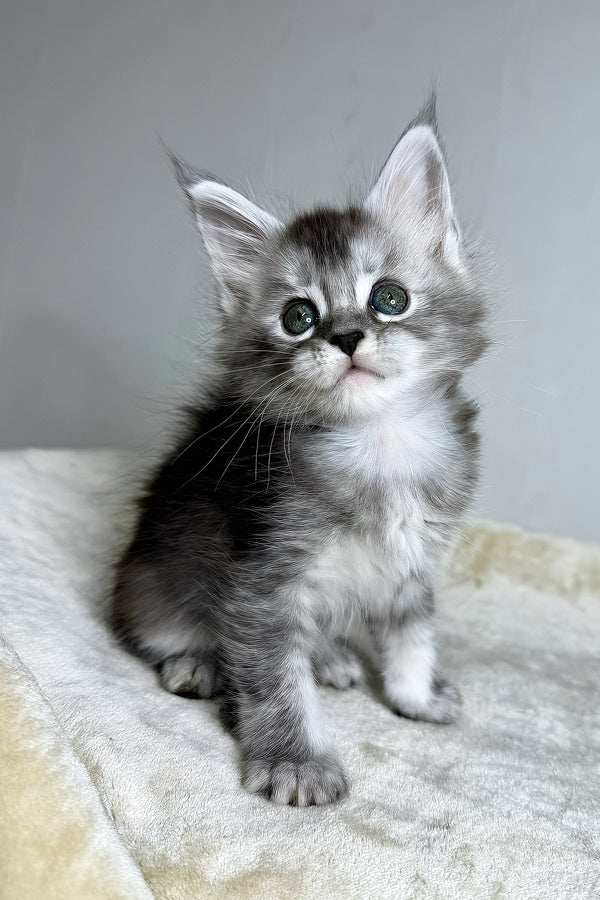 Dilara | Maine Coon Kitten