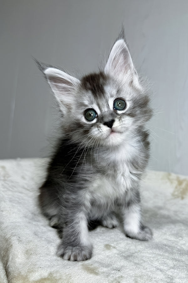 Dilara | Maine Coon Kitten