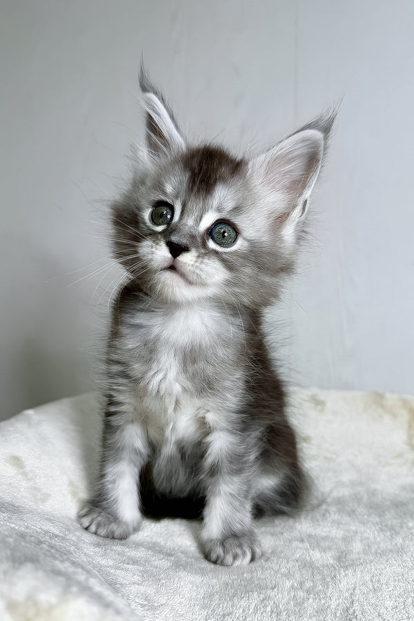 Dilara | Maine Coon Kitten