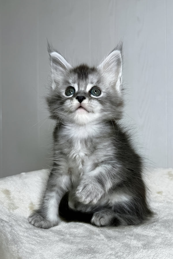 Dilara | Maine Coon Kitten