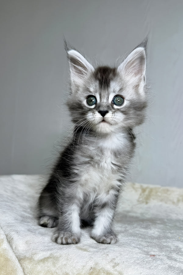 Dilara | Maine Coon Kitten