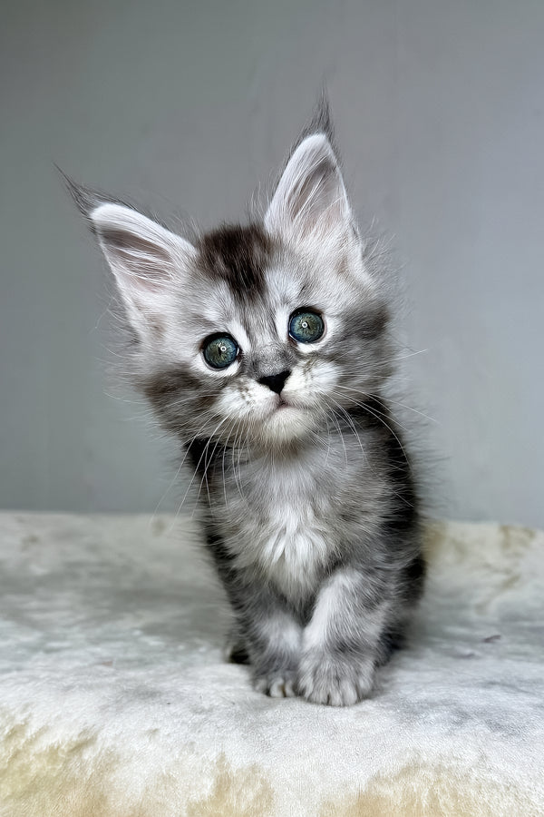 Dilara | Maine Coon Kitten