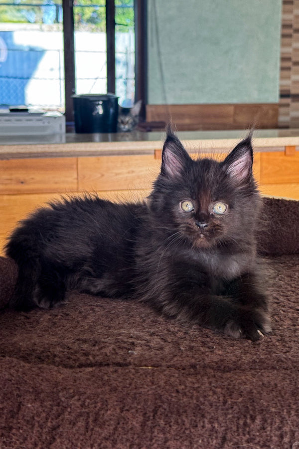 Dior | Maine Coon Kitten