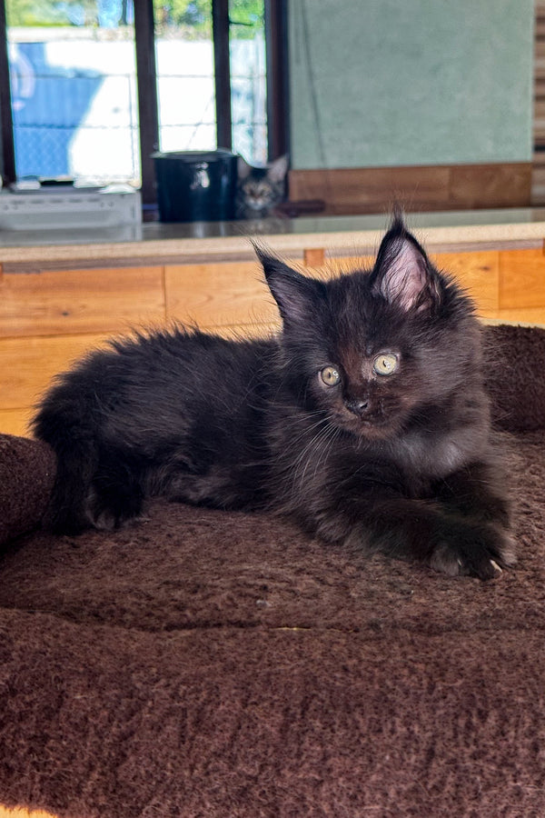Dior | Maine Coon Kitten