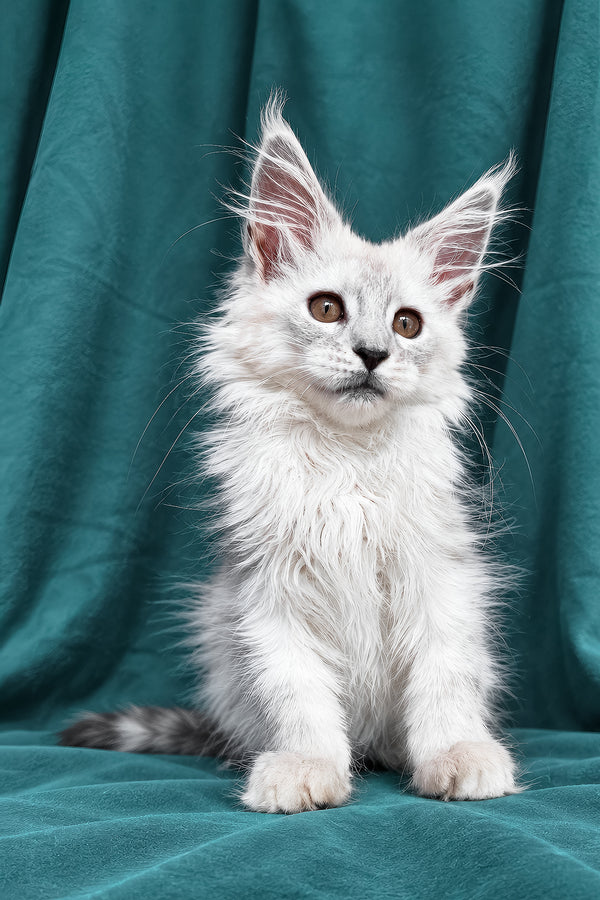 Diora | Maine Coon Kitten