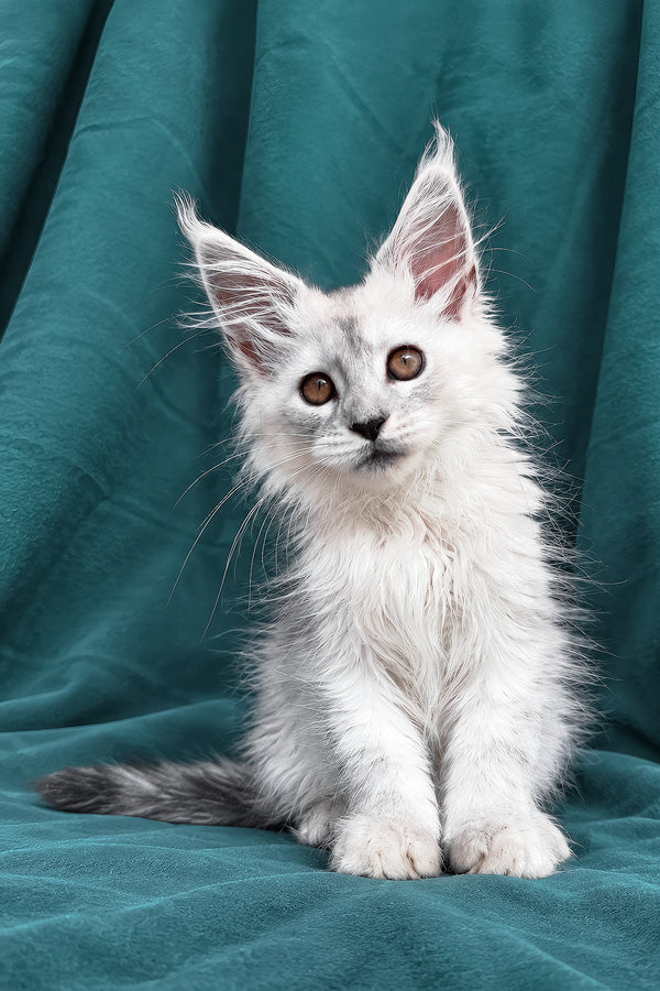Diora | Maine Coon Kitten