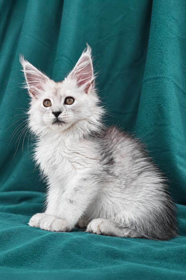 Diora | Maine Coon Kitten