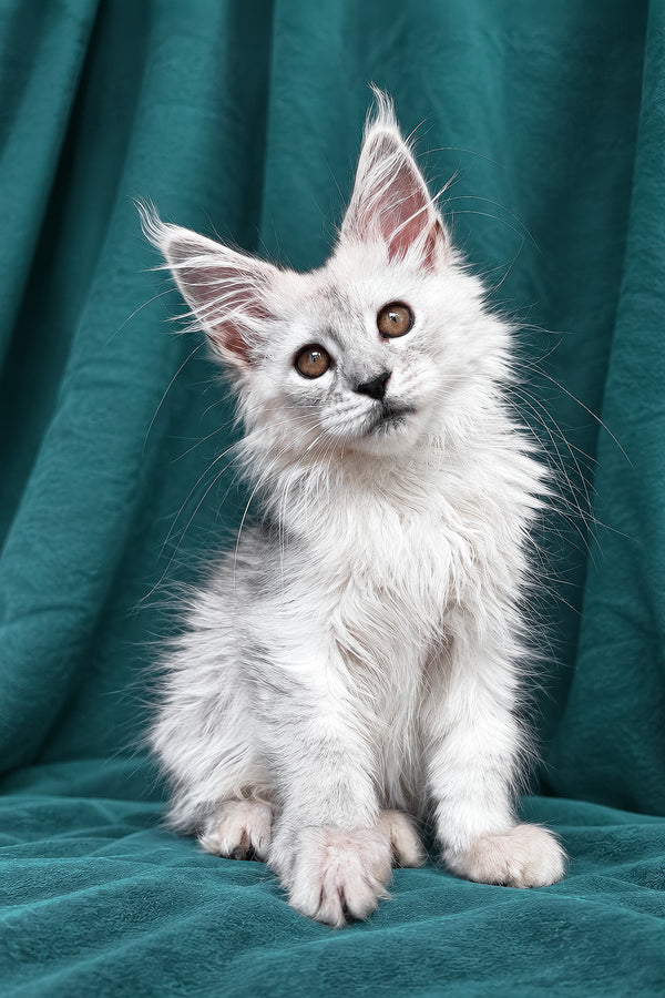 Diora | Maine Coon Kitten