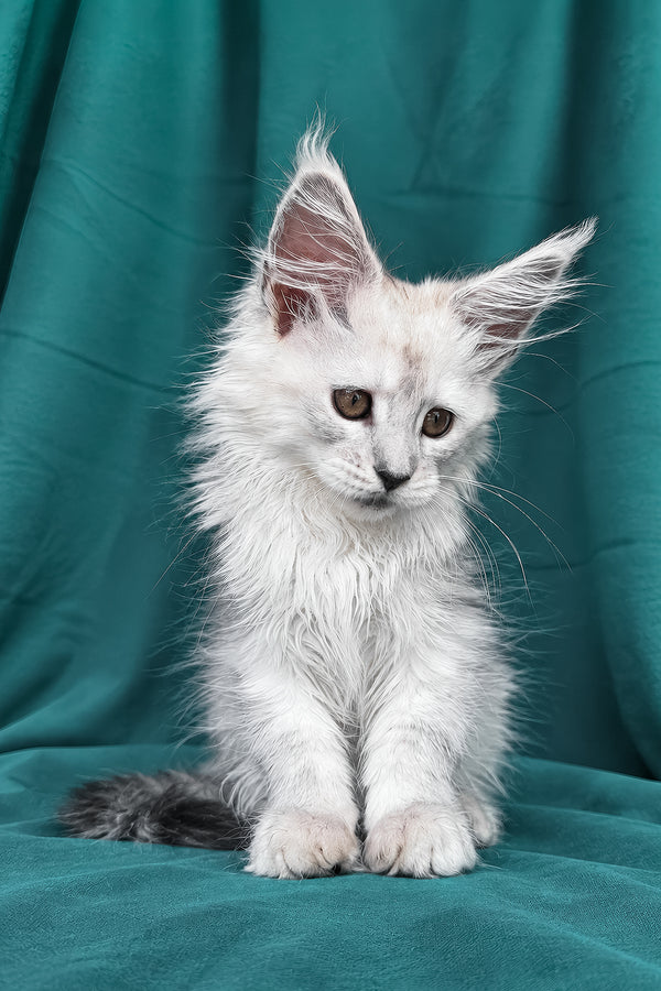 Diora | Maine Coon Kitten