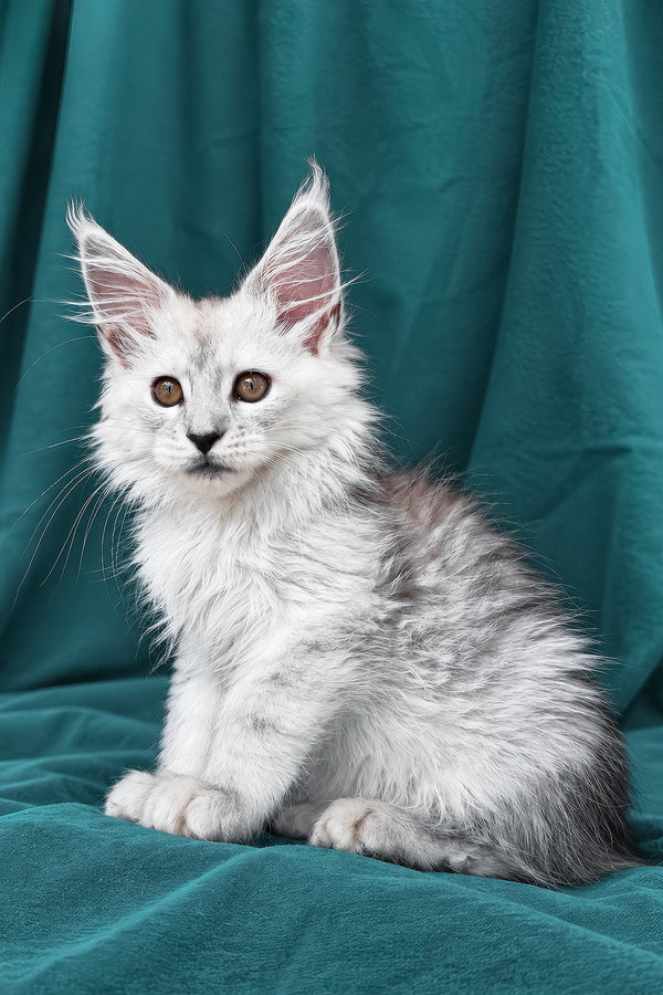 Diora | Maine Coon Kitten