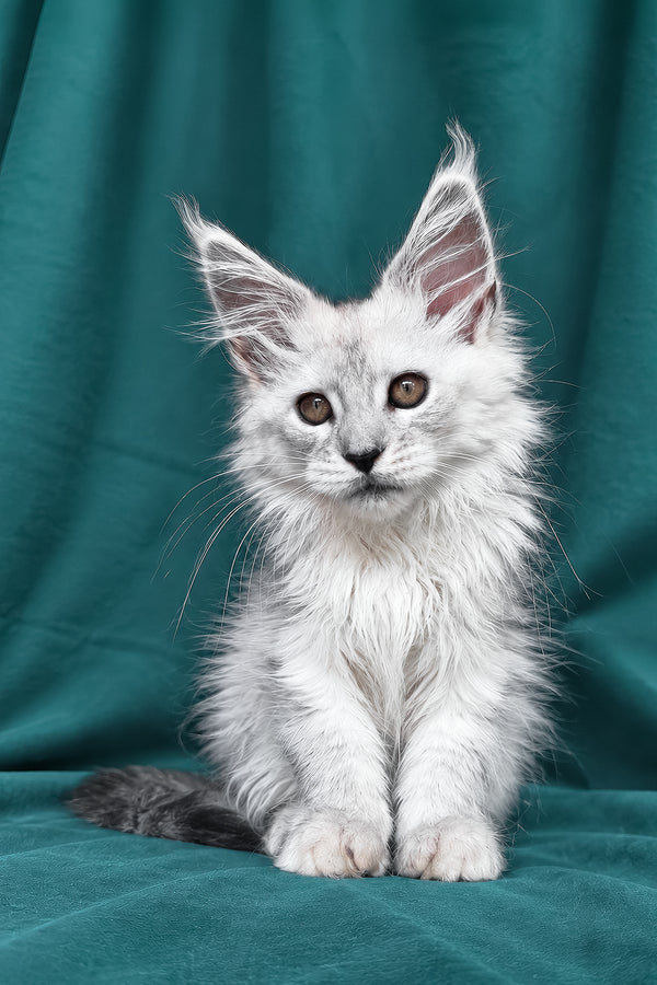 Diora | Maine Coon Kitten