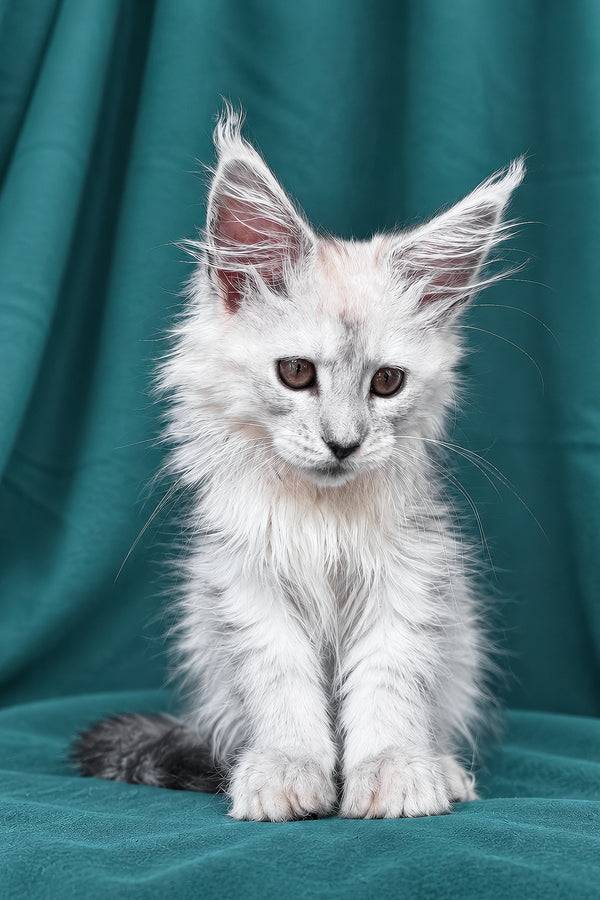 Diora | Maine Coon Kitten