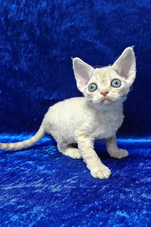Dorian | Devon Rex Kitten