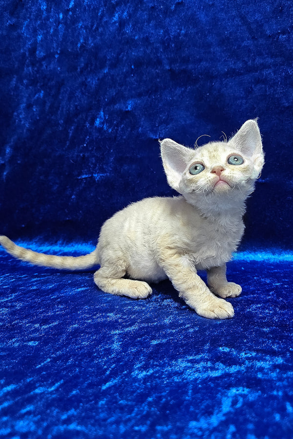 Dorian | Devon Rex Kitten