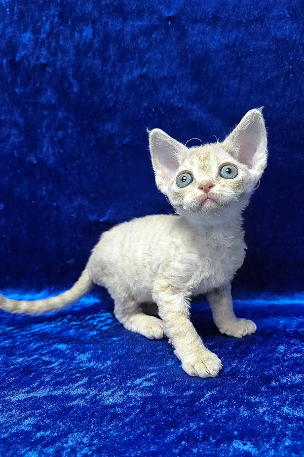 Dorian | Devon Rex Kitten