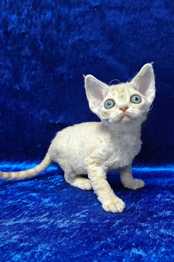 Dorian | Devon Rex Kitten