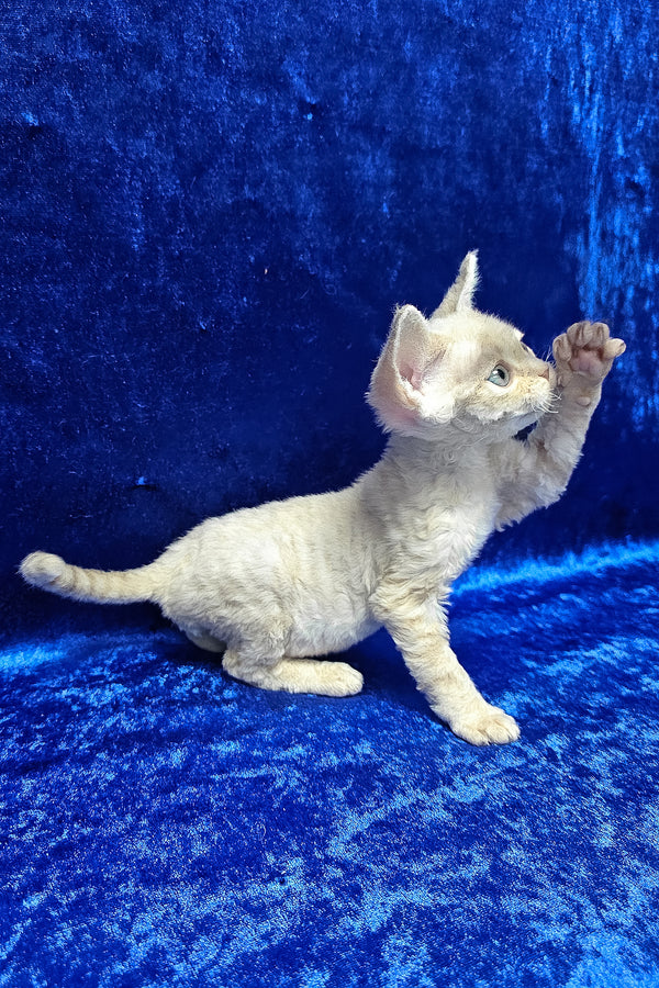 Dorian | Devon Rex Kitten