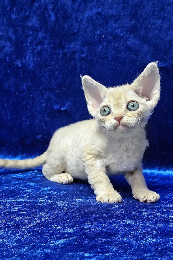 Dorian | Devon Rex Kitten