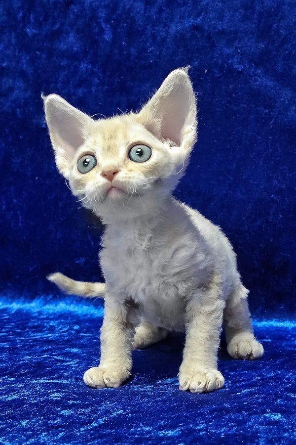 Dorian | Devon Rex Kitten