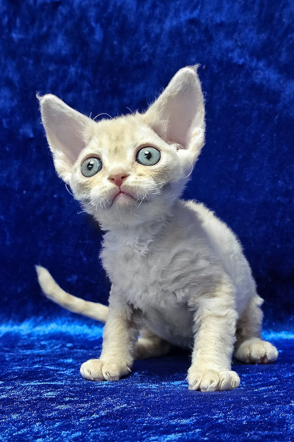 Dorian | Devon Rex Kitten